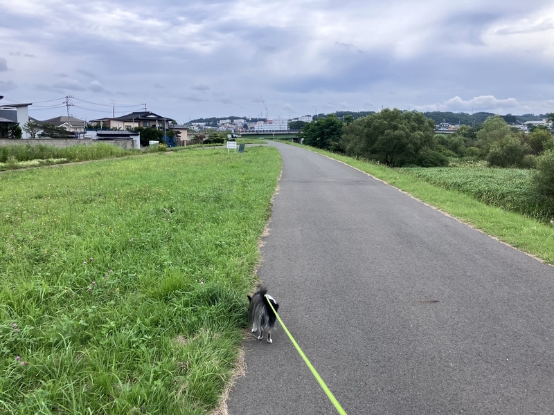 暑さに気をつけながらのハランの散歩