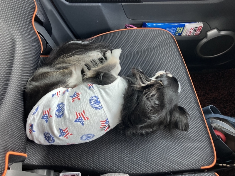 車内で退屈そうにくつろぐハラン