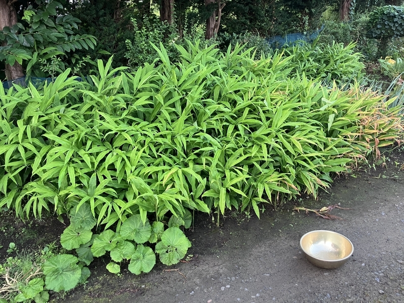 2回目の本気のみょうが収穫