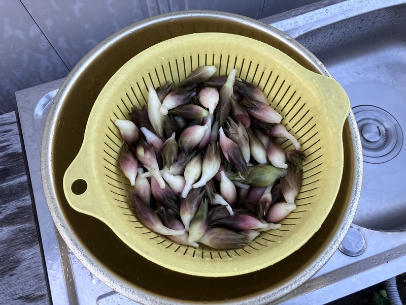 きれいに洗い上げたみょうが