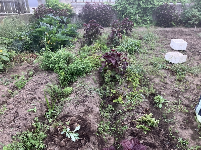 雑草に覆われたジャガイモの畝