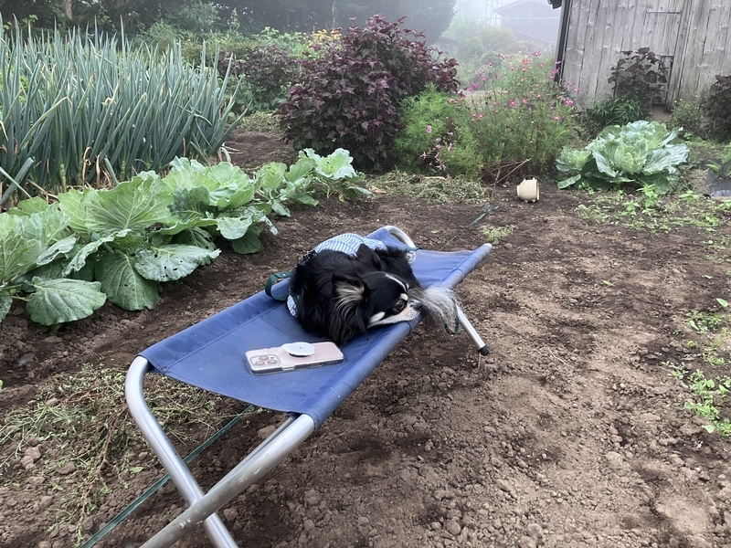 ベンチで待機する愛犬ハラン