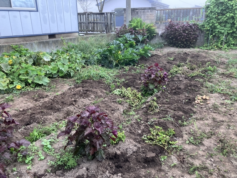 雑草をまとめた後の綺麗な畑