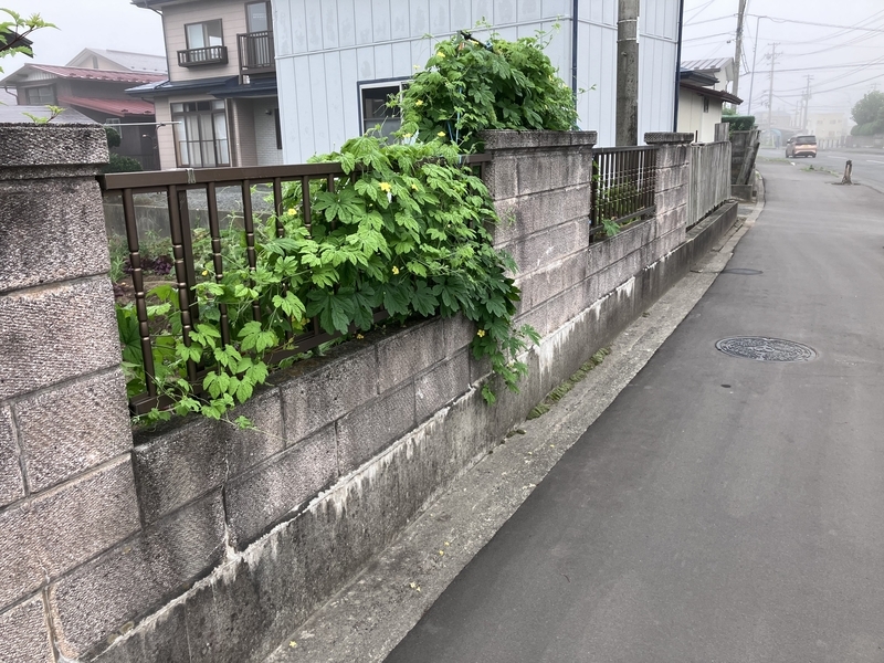 歩道まで伸びたゴーヤのツル