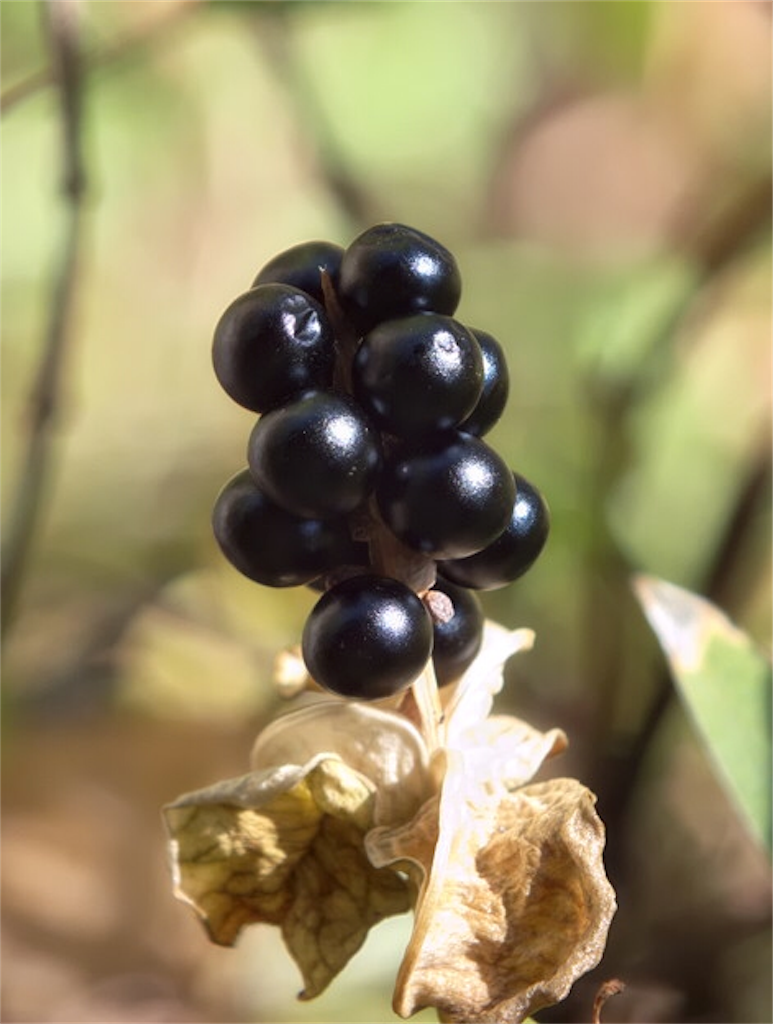 f:id:camphoreriproject:20190423164153p:image f:id:camphoreriproject:20190423164153p:image