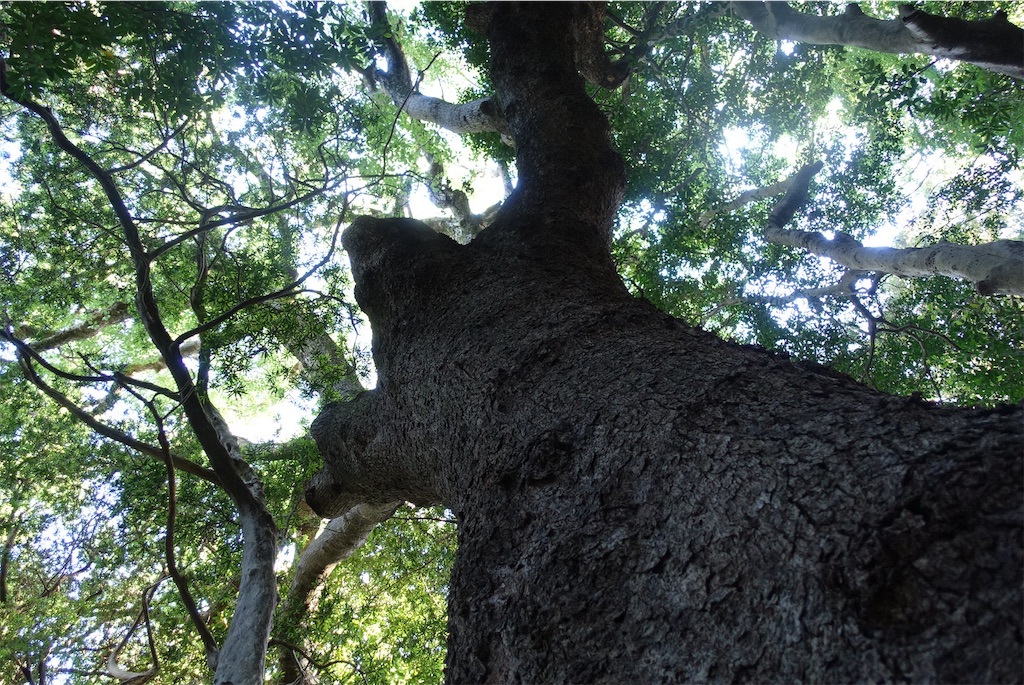 f:id:camphoreriproject:20190622233951j:image