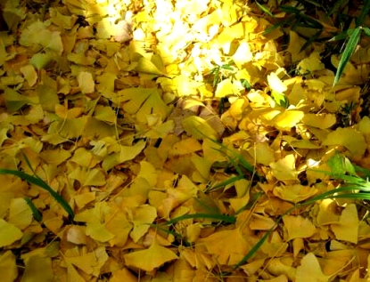f:id:campingcarboy:20201128024220j:plain