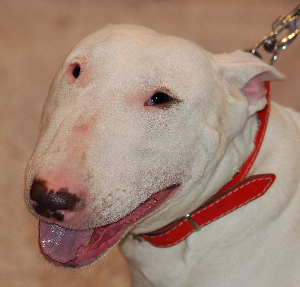 f:id:cample-hq:20160916140209j:plain