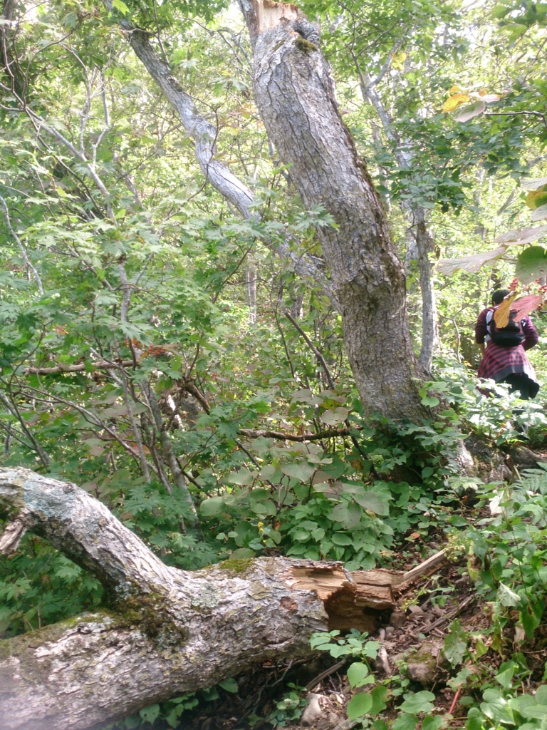 f:id:cample-hq:20160920154707j:plain