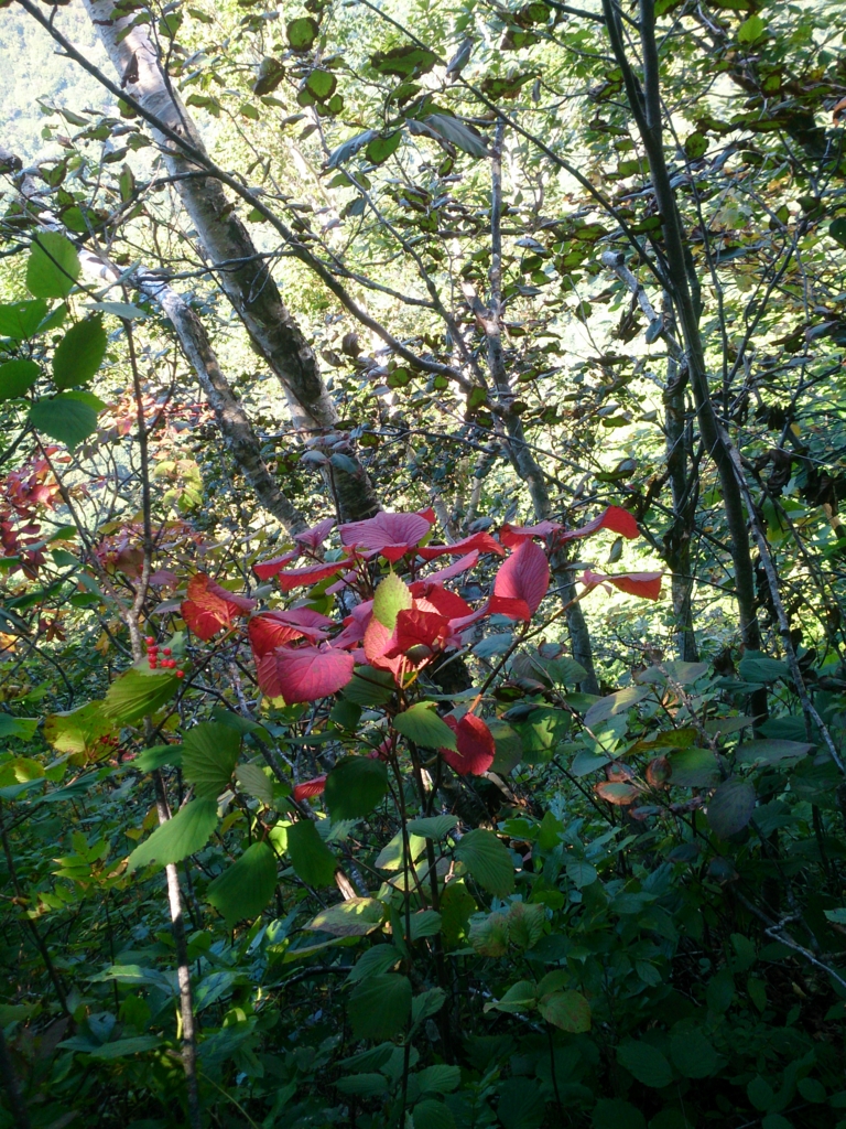 f:id:cample-hq:20160920171748j:plain