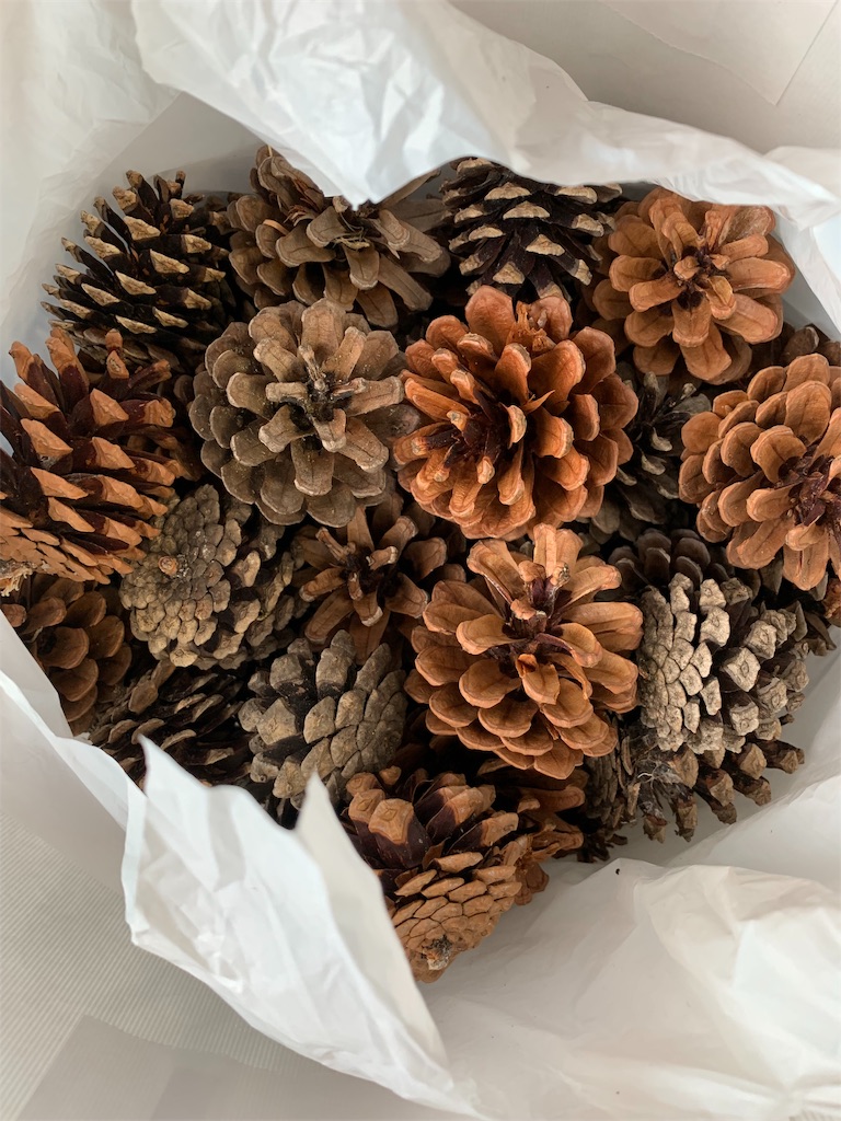 f:id:campmedaka:20190328062543j:image