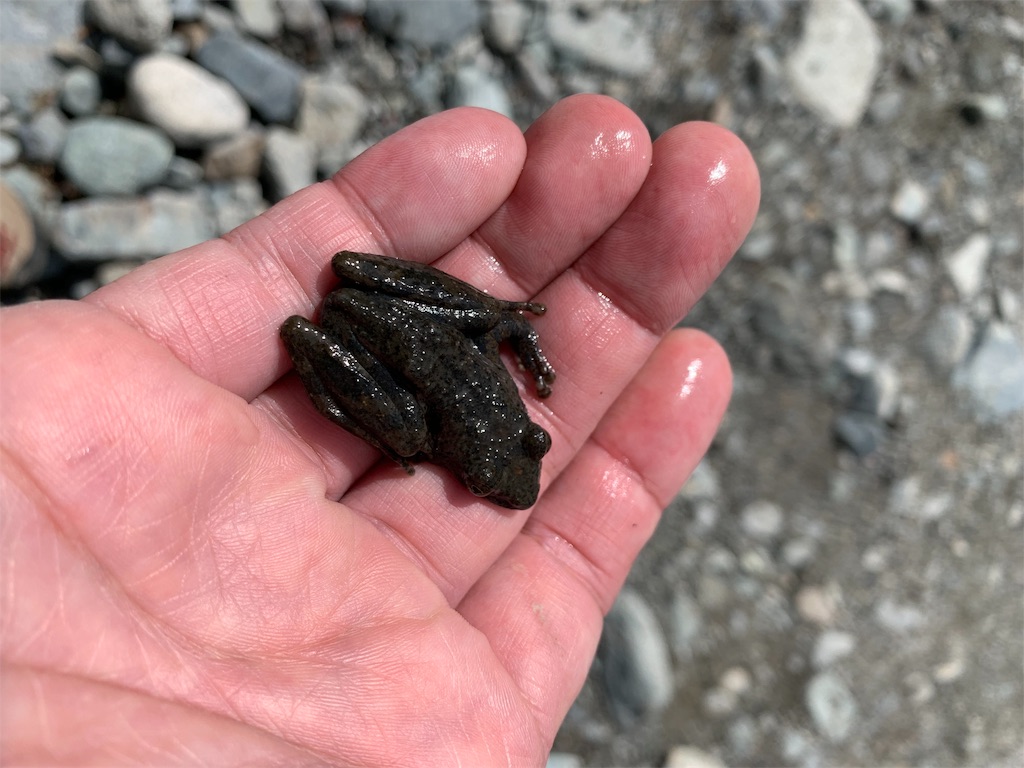 f:id:campmedaka:20190509095359j:image