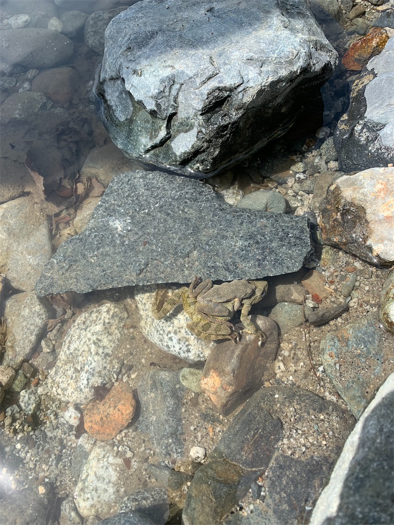 f:id:campmedaka:20190509095403j:image