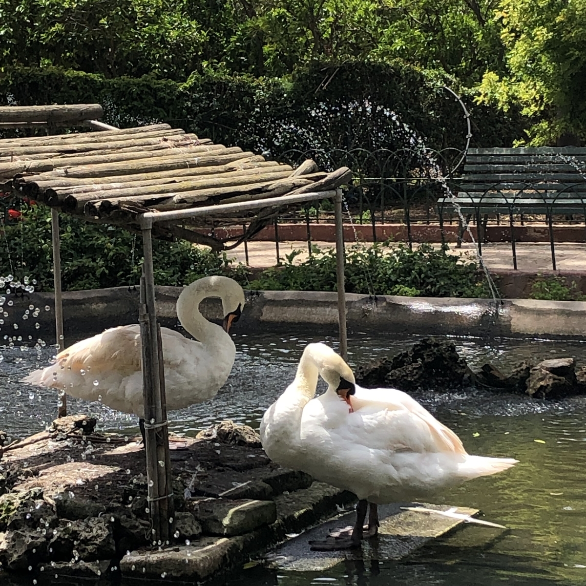 身づくろいする白鳥さんたち　In St.Anton Garden