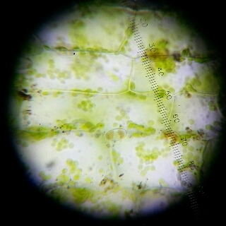 ネンジュモ オオカナダモの観察 なんとなく実験しています ネンジュモ オオカナダモの観察 なんとなく実験しています