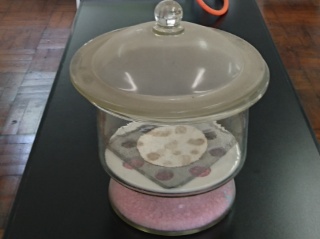 開かないデシケーター なんとなく実験しています