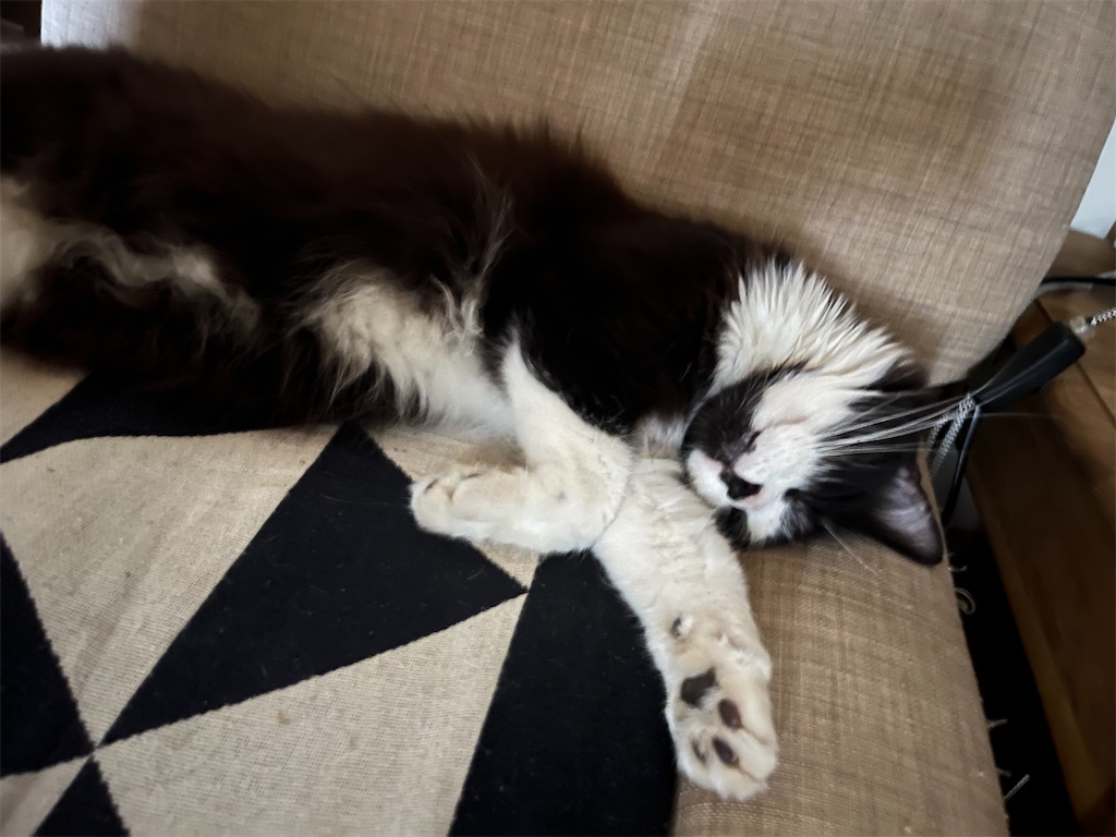 f:id:canadaniikitai:20240328164920j:image f:id:canadaniikitai:20240328164920j:image