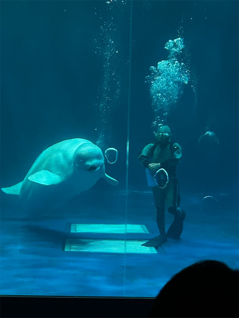 f:id:candyhimawari391:20250804003129j:image