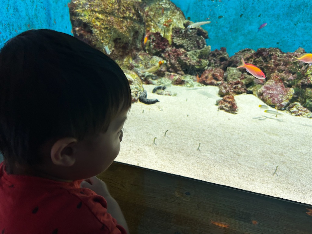 f:id:candyhimawari391:20250817112824j:image