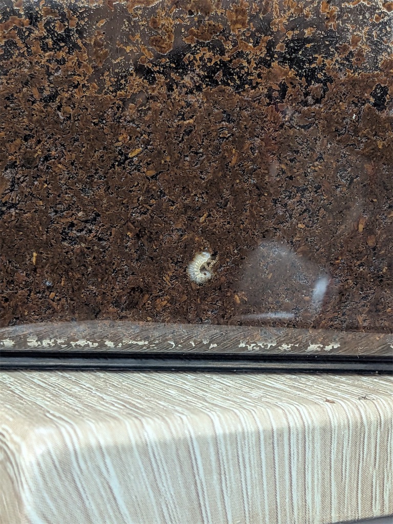 f:id:candyhimawari391:20250828073408j:image