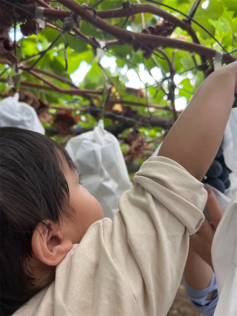 f:id:candyhimawari391:20250916220731j:image