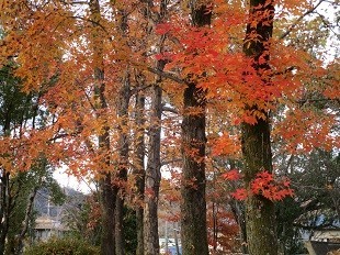 f:id:cangael:19800101000055j:image:right