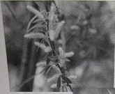 f:id:cangael:19800101000108j:image:left