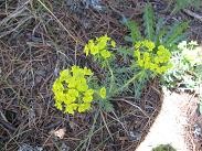 f:id:cangael:20090613202225j:image f:id:cangael:20090613202225j:image