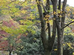 f:id:cangael:20091120130207j:image