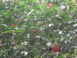 f:id:cangael:20091120140717j:image
