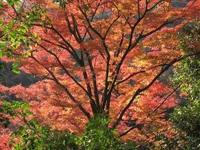 f:id:cangael:20091120145647j:image