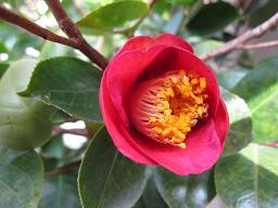 f:id:cangael:20100103105426j:image