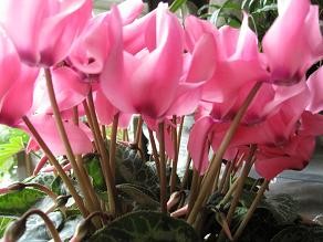 f:id:cangael:20100103135348j:image