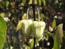 f:id:cangael:20100116132121j:image