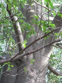 f:id:cangael:20100213153019j:image