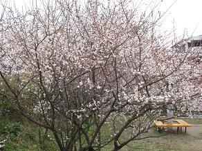 f:id:cangael:20100301135532j:image