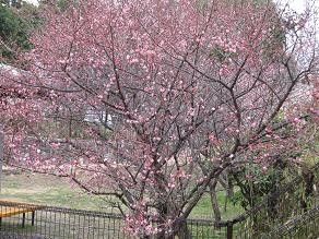 f:id:cangael:20100301135818j:image