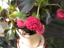 f:id:cangael:20100308141520j:image