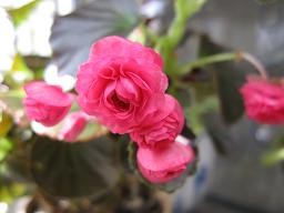 f:id:cangael:20100308141530j:image