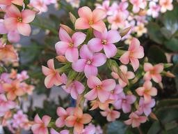 f:id:cangael:20100310121003j:image