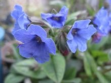 f:id:cangael:20100316174617j:image