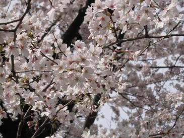 f:id:cangael:20100405143420j:image