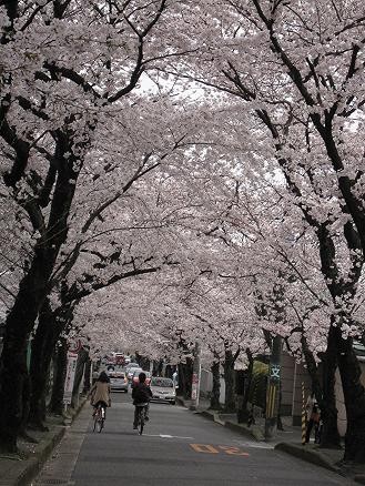 f:id:cangael:20100405144525j:image