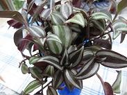 f:id:cangael:20100510143453j:image