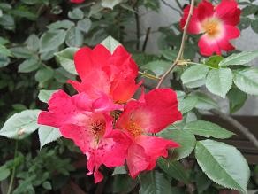 f:id:cangael:20100514064720j:image