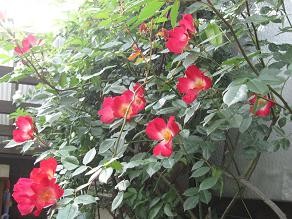 f:id:cangael:20100514064802j:image