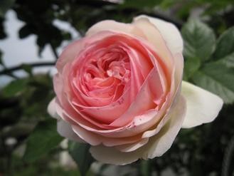 f:id:cangael:20100517092608j:image