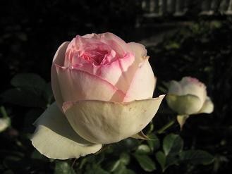 f:id:cangael:20100517165655j:image