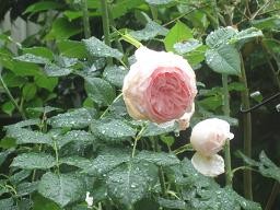 f:id:cangael:20100523162319j:image f:id:cangael:20100523162319j:image