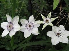 f:id:cangael:20100621102858j:image f:id:cangael:20100621102858j:image